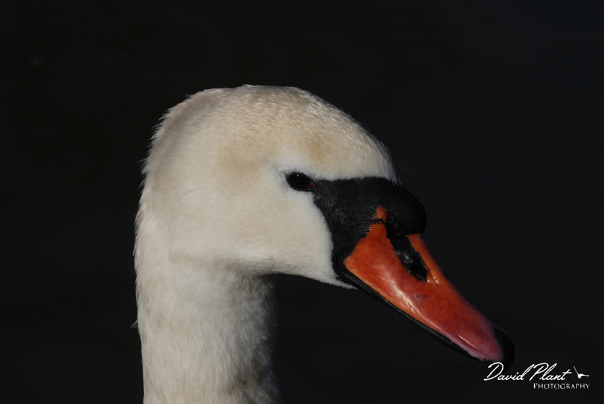 David Plant Photography - Wildlife Photographer - Mute swan head - D.jpg - Mute swan head - Slimbridge